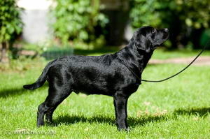 Litter "Y" born 05.09.2012